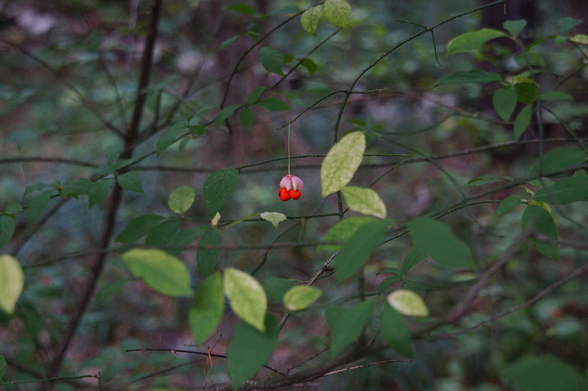 Одиночество автор Владимир Юрков на PhotoGeek.ru #Пейзаж или природа #Живая растительность