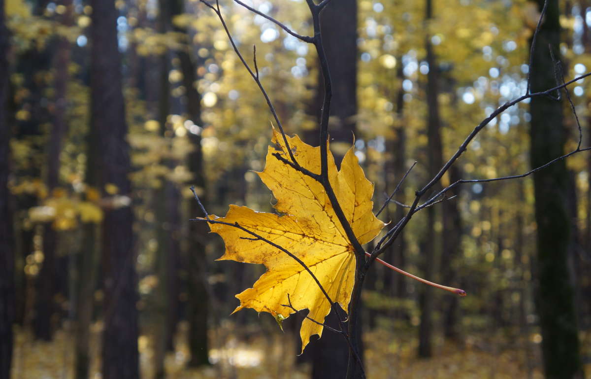 The last leaf ����� �������� ����� �� PhotoGeek.ru #������ ��� ������� #����� ��������������