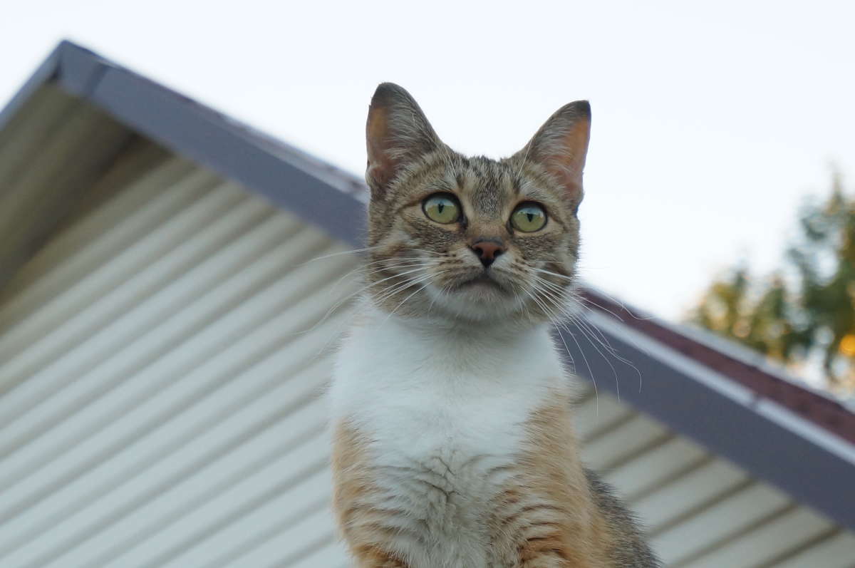 ��������������� ����� �������� ����� �� PhotoGeek.ru #�������� ���