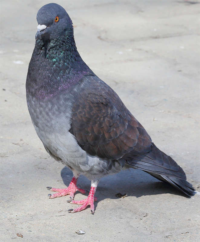 ������... ����� Vladimir  �� PhotoGeek.ru #������ ��� �������