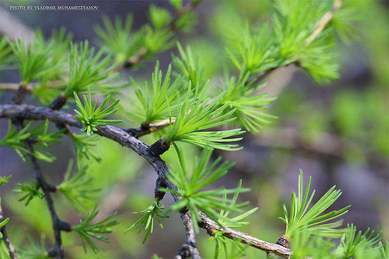 *** ����� Vladimir  �� PhotoGeek.ru #������ ��� �������