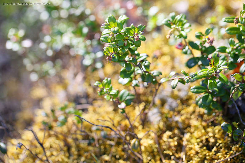 *** ����� Vladimir  �� PhotoGeek.ru #������ ��� �������