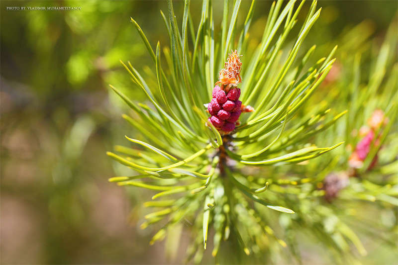 *** ����� Vladimir  �� PhotoGeek.ru #������ ��� �������