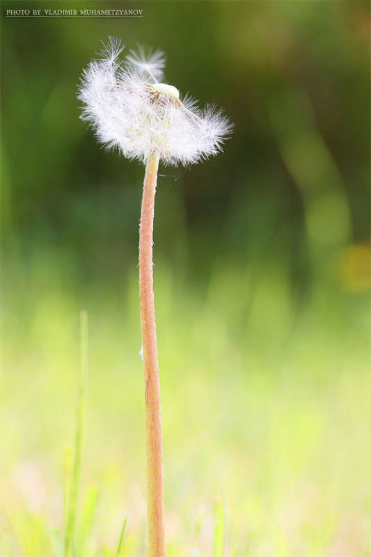 *** ����� Vladimir  �� PhotoGeek.ru #������ ��� �������