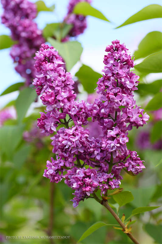 *** ����� Vladimir  �� PhotoGeek.ru #������ ��� �������