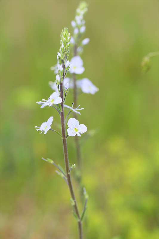 *** ����� Vladimir  �� PhotoGeek.ru #������ ��� �������