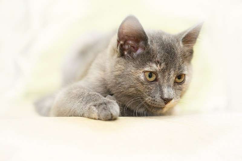 *** ����� Vladimir  �� PhotoGeek.ru #�������� ���