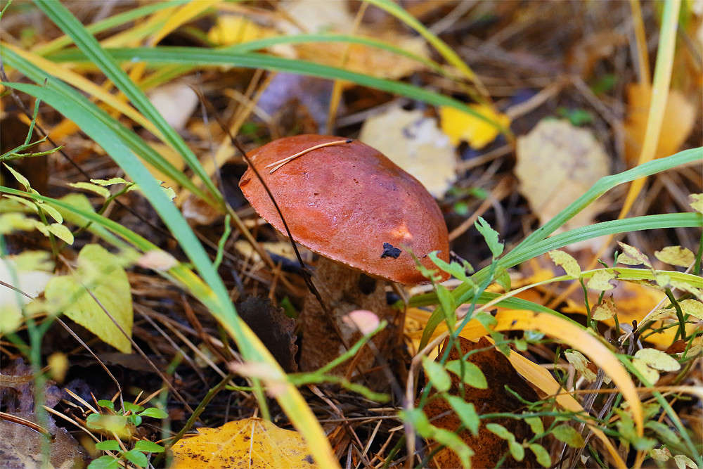 ������� ����� Vladimir  �� PhotoGeek.ru #������ ��� �������