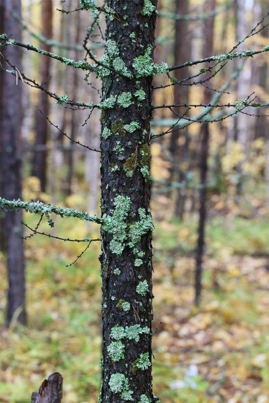 **** ����� Vladimir  �� PhotoGeek.ru #������ ��� �������