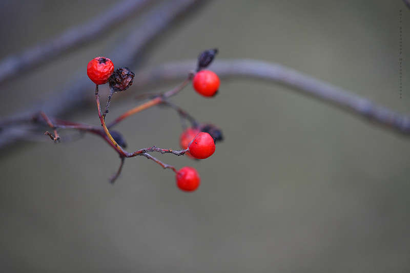 *** ����� Vladimir  �� PhotoGeek.ru #�����