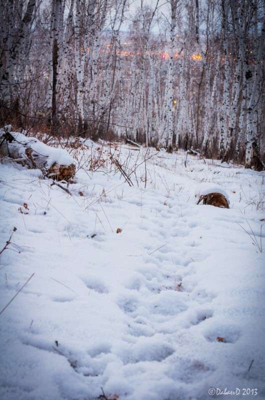 �������� �����. 29.12.2013 ����� ���� ������ �� PhotoGeek.ru #�������� ��� #������ ��� ������� #����� ��������