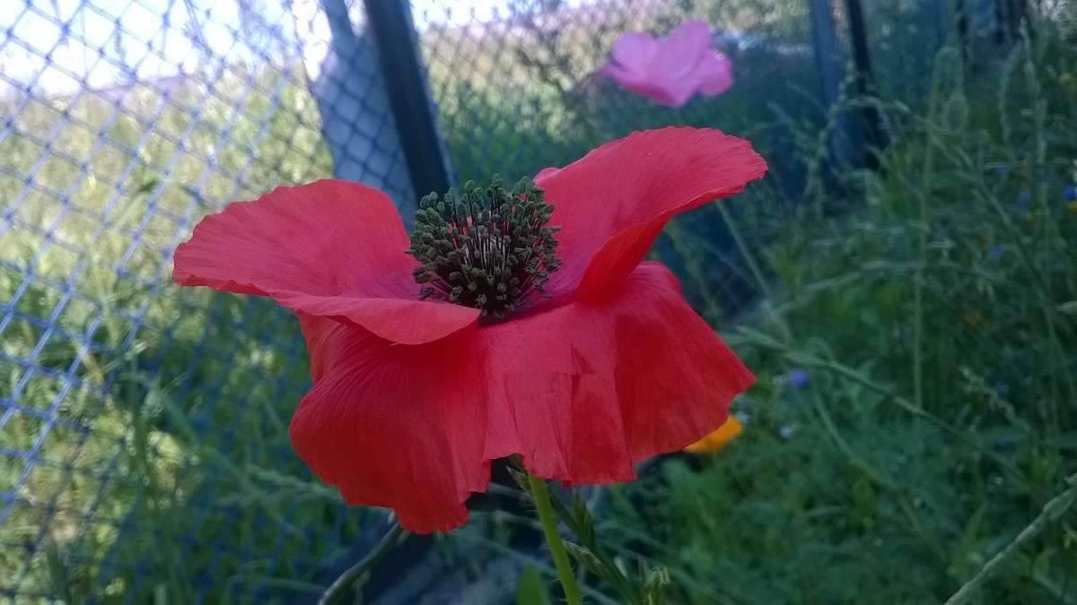 Red ����� ��������� ��������� �� PhotoGeek.ru #����� #����� ��������������