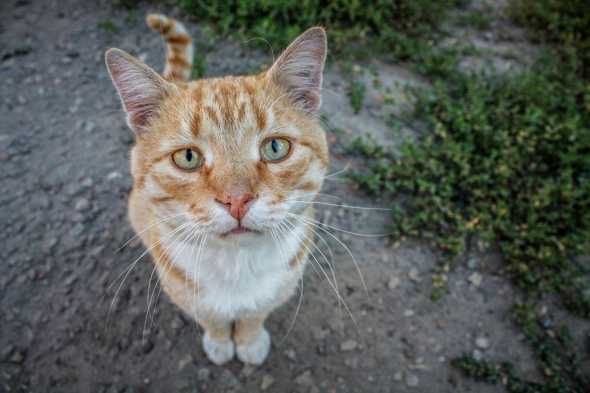 ... ����� Eliza Volk �� PhotoGeek.ru #�������� ���