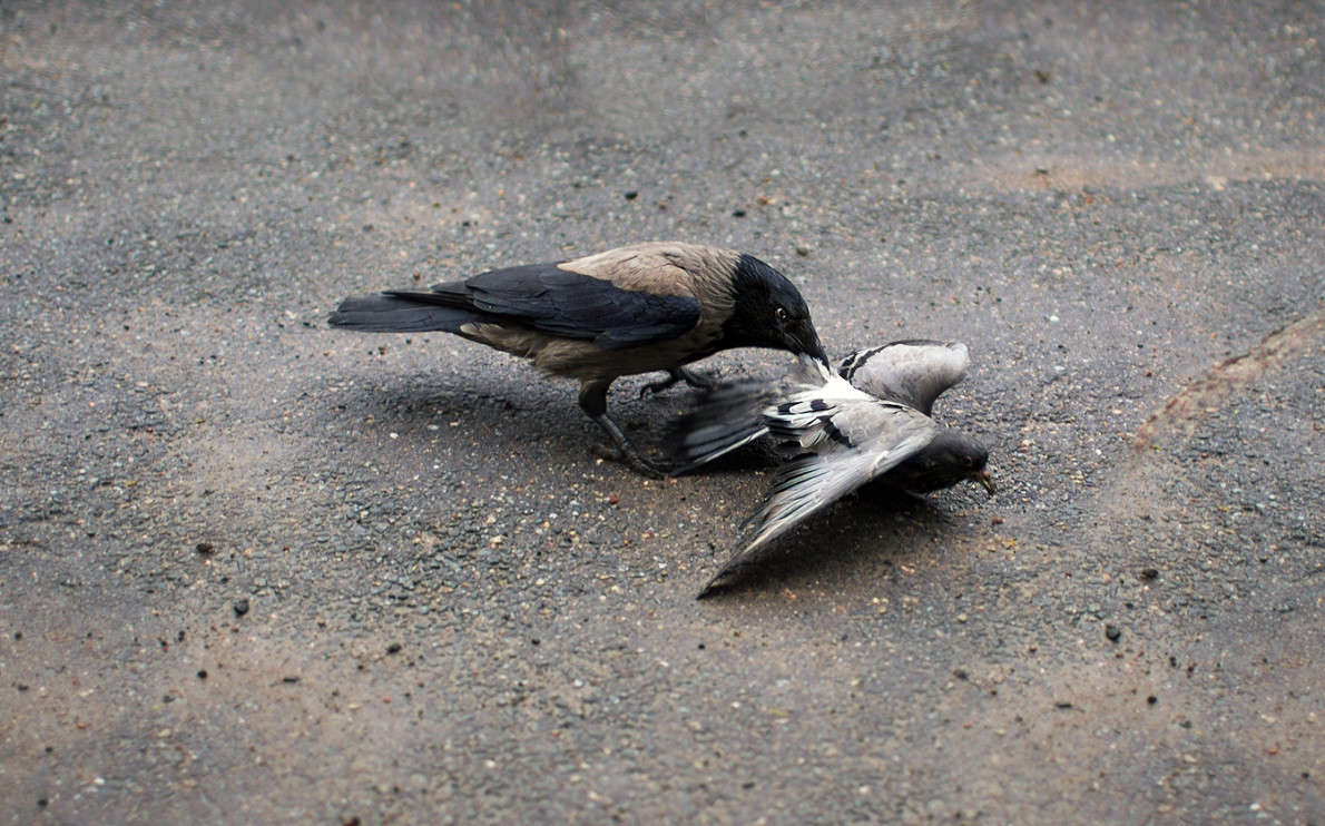 The Law of the Jungle ����� ���� ����� �� PhotoGeek.ru #�������� ���������� #�����-����