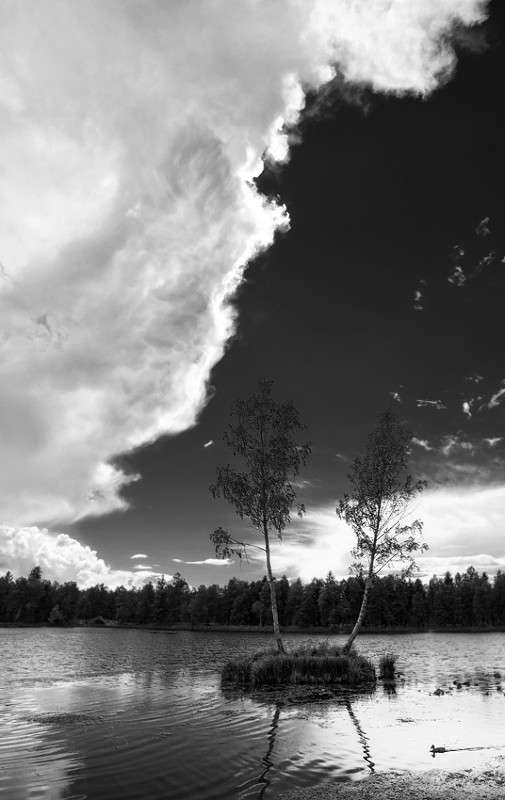 About two birch trees and a duck ����� ���� ����� �� PhotoGeek.ru #������ ��� ������� #�����-�����