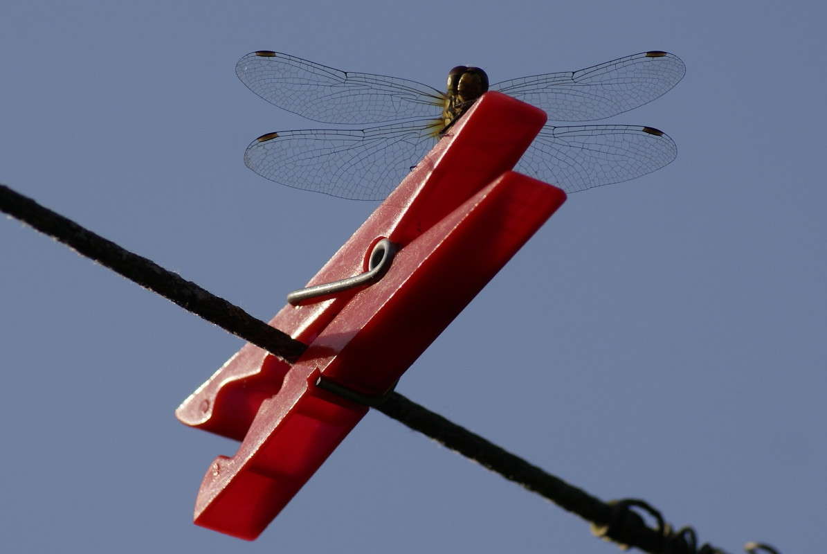 ... ����� ElenaBuligina  �� PhotoGeek.ru #�������� ���