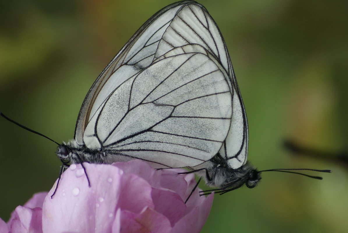 ������� ����� ElenaBuligina  �� PhotoGeek.ru #����� #���������