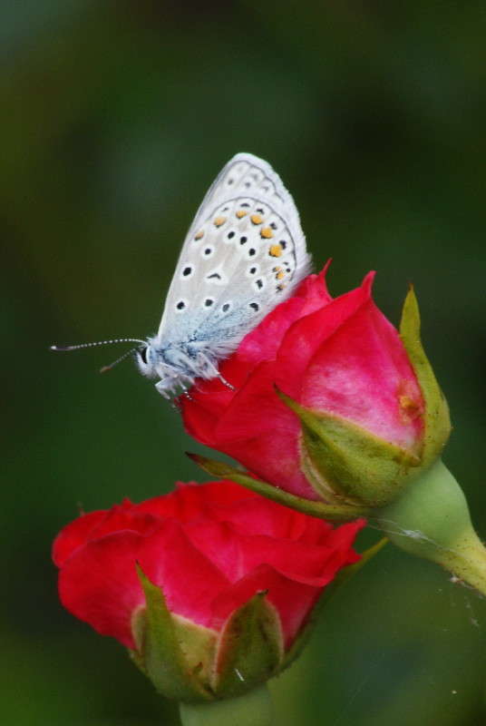 ... ����� ElenaBuligina  �� PhotoGeek.ru #�����