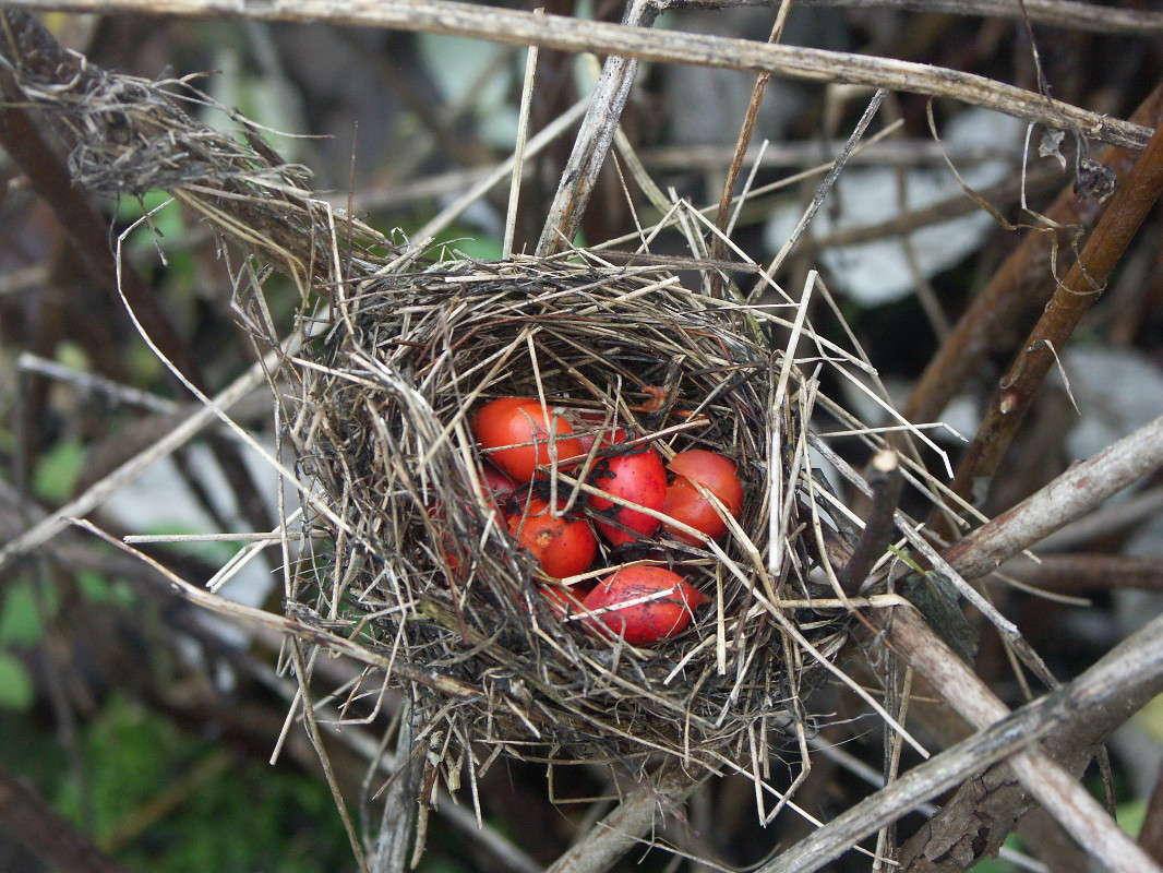 ��������� ����� ElenaBuligina  �� PhotoGeek.ru #������ ��� �������