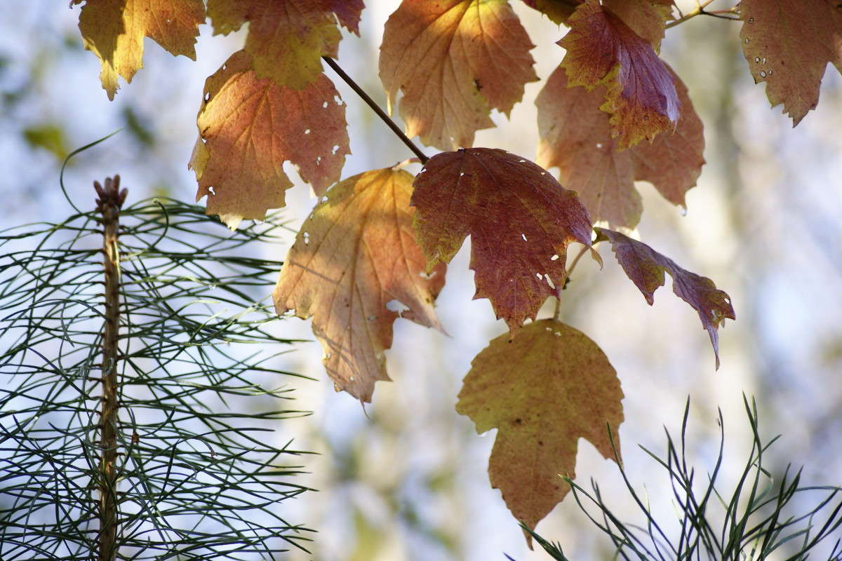 ���������� ���� ����� ����� ElenaBuligina  �� PhotoGeek.ru #������ ��� �������