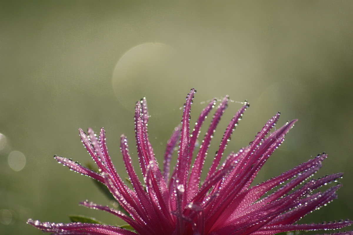 ... ����� ElenaBuligina  �� PhotoGeek.ru #�����