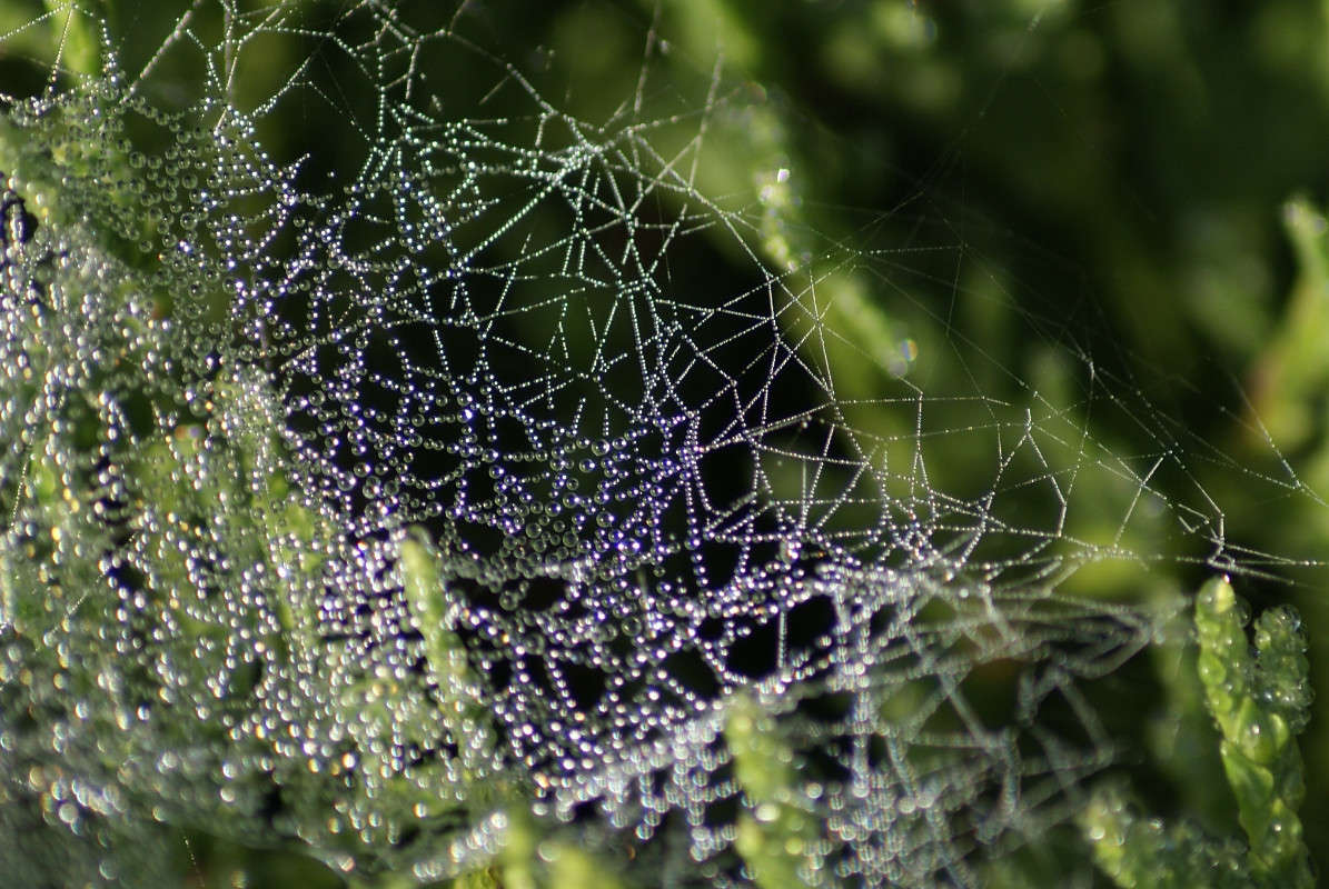 ���� ����� ElenaBuligina  �� PhotoGeek.ru #�����