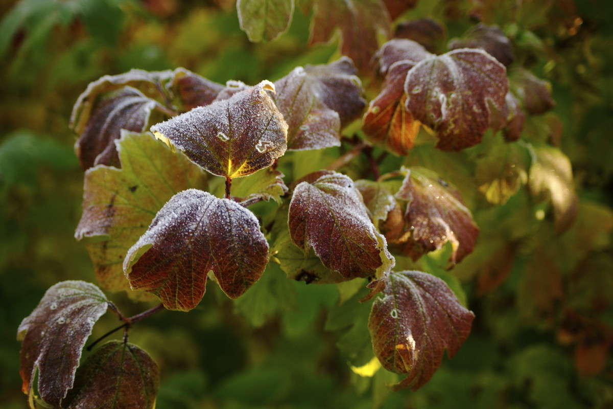 ... ����� ElenaBuligina  �� PhotoGeek.ru #������ ��� �������