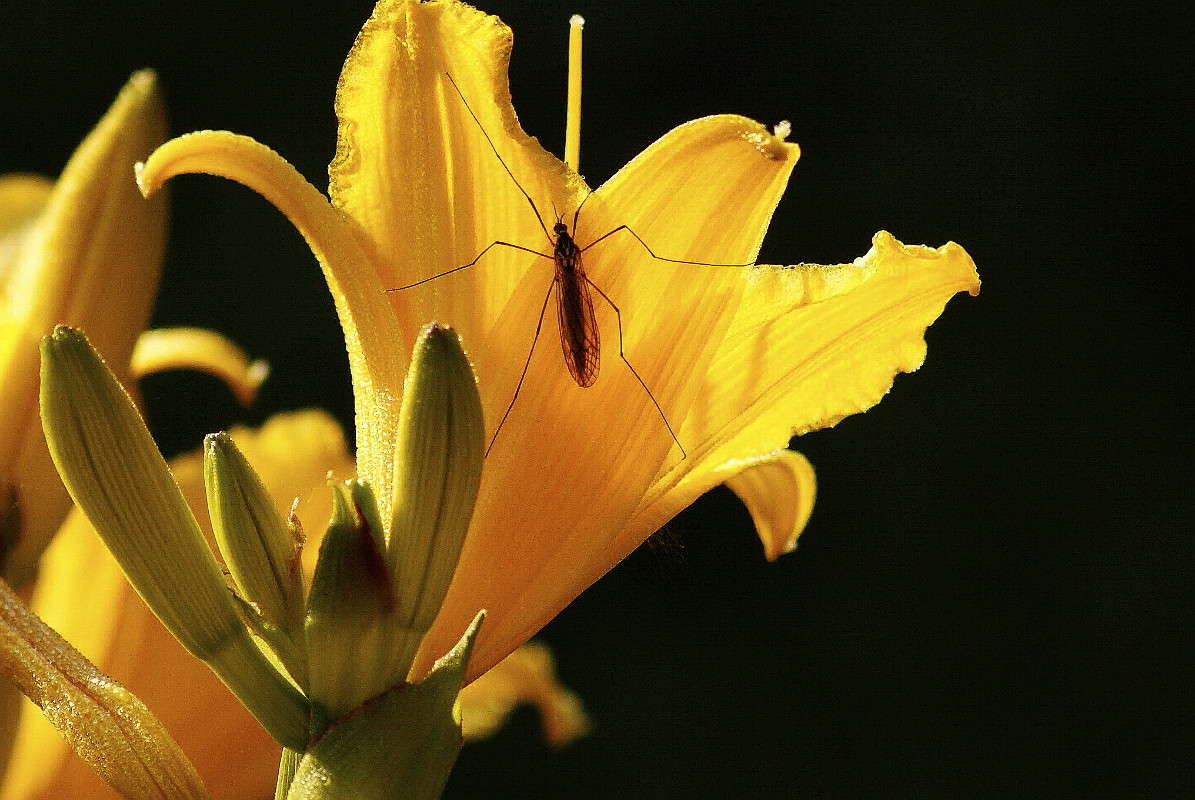 ... ����� ElenaBuligina  �� PhotoGeek.ru #�����