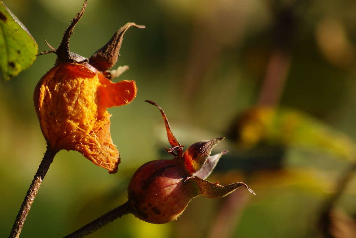 �������� �������� -�������� �������... ����� ElenaBuligina  �� PhotoGeek.ru #�����