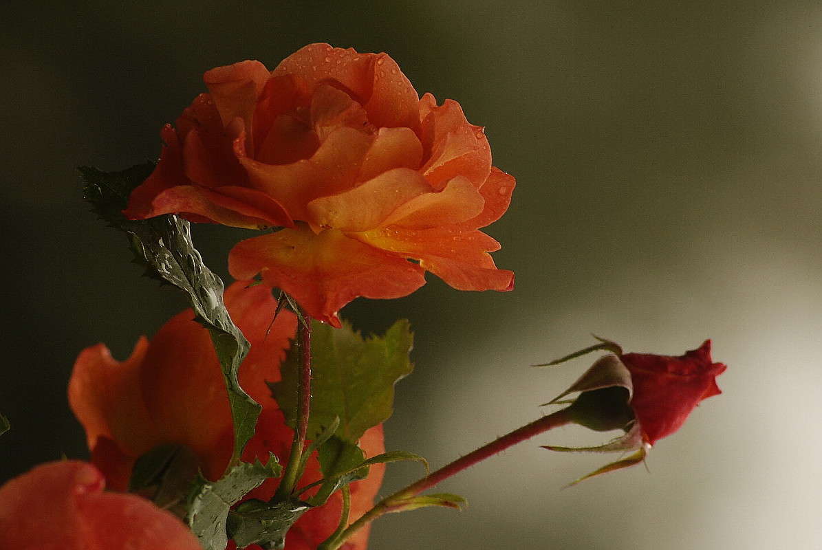 ... ����� ElenaBuligina  �� PhotoGeek.ru #������ ��� �������