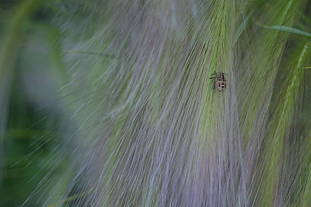 ������ �������� 2 ����� ElenaBuligina  �� PhotoGeek.ru #�����