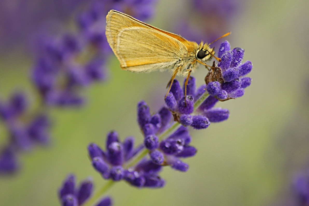 ... ����� ElenaBuligina  �� PhotoGeek.ru #�����