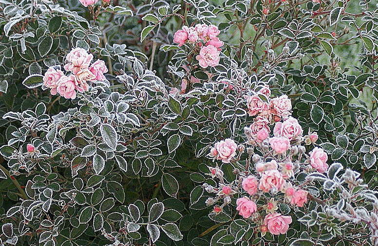 ... ����� ElenaBuligina  �� PhotoGeek.ru #������ ��� �������