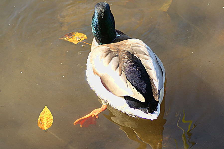 ... ����� ElenaBuligina  �� PhotoGeek.ru #�������� ���