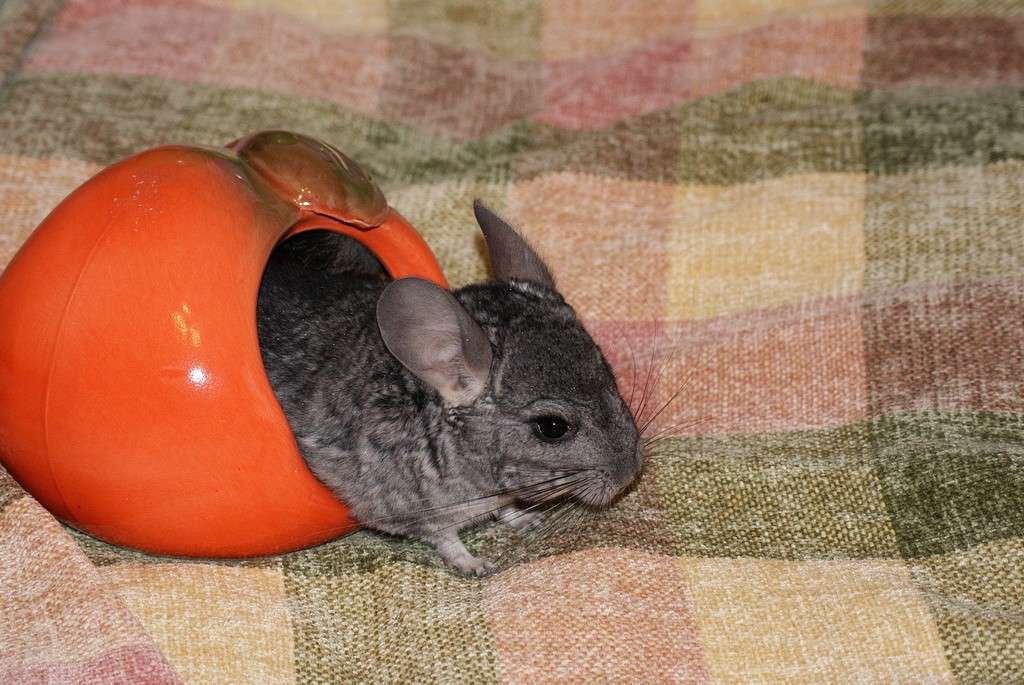 �������������� ��������� ����� ElenaBuligina  �� PhotoGeek.ru #�������� ���