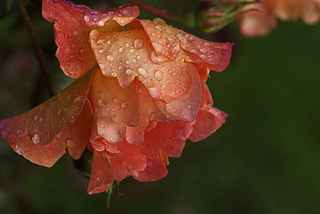 ... ����� ElenaBuligina  �� PhotoGeek.ru #������ ��� �������