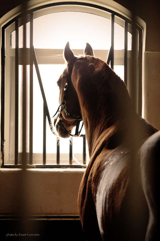 ... ����� Ernest  �� PhotoGeek.ru #�������� ���