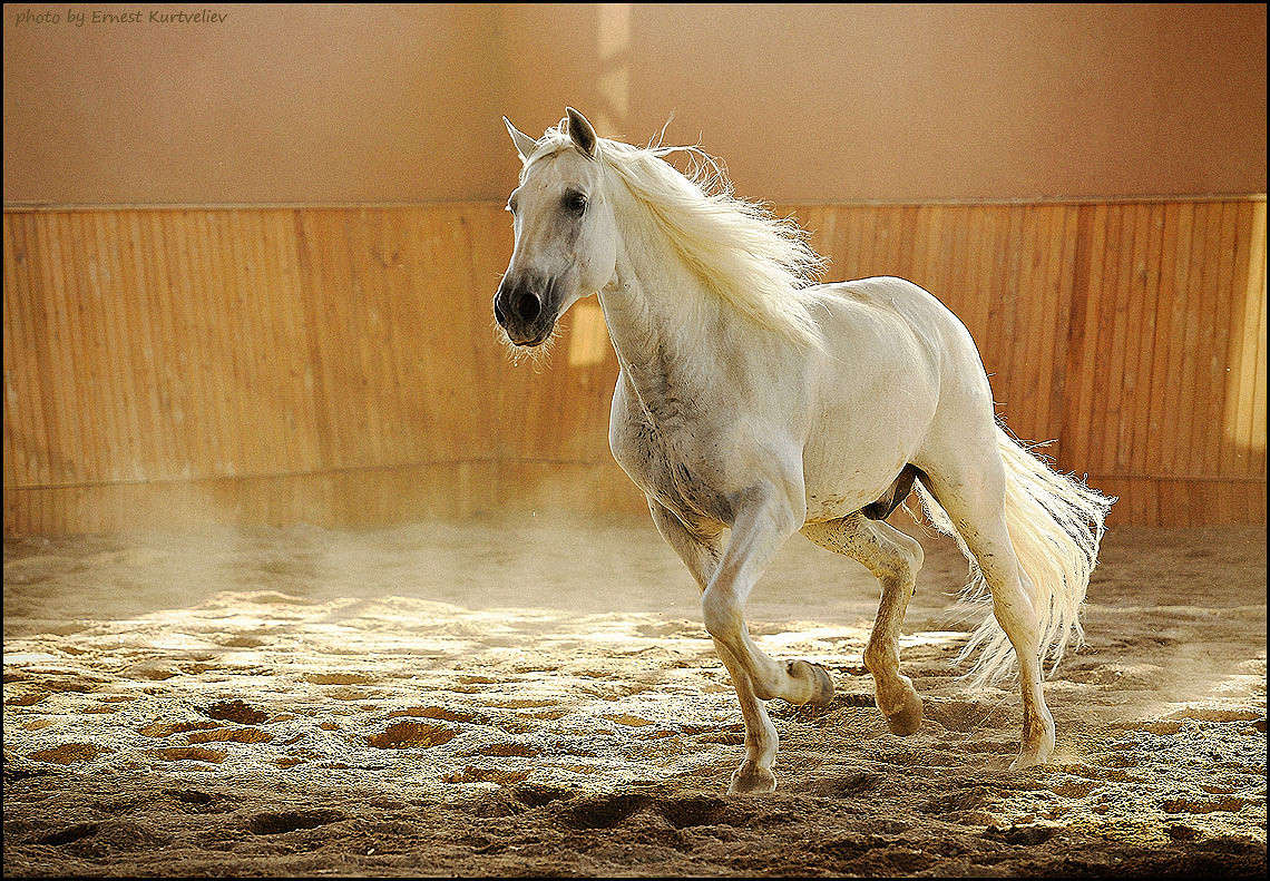 ... ����� Ernest  �� PhotoGeek.ru #�������� ���