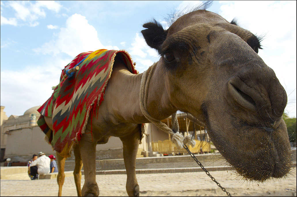 ... ����� Ernest  �� PhotoGeek.ru #�������� ���