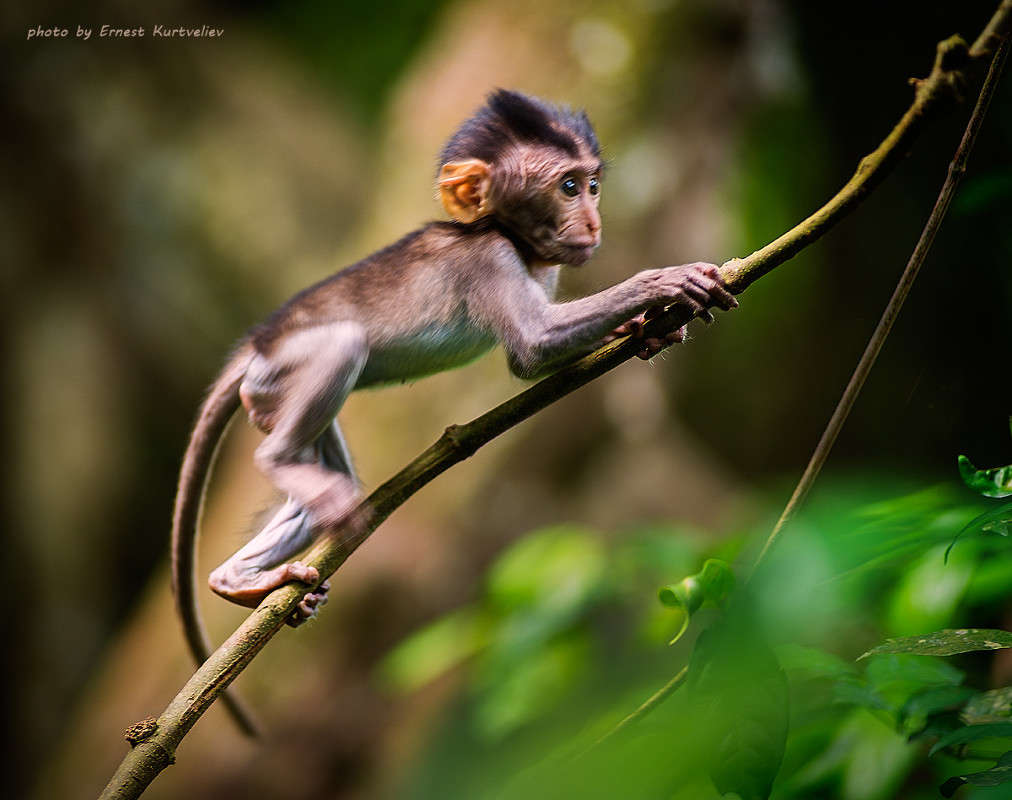 ... ����� Ernest  �� PhotoGeek.ru #�������� ���