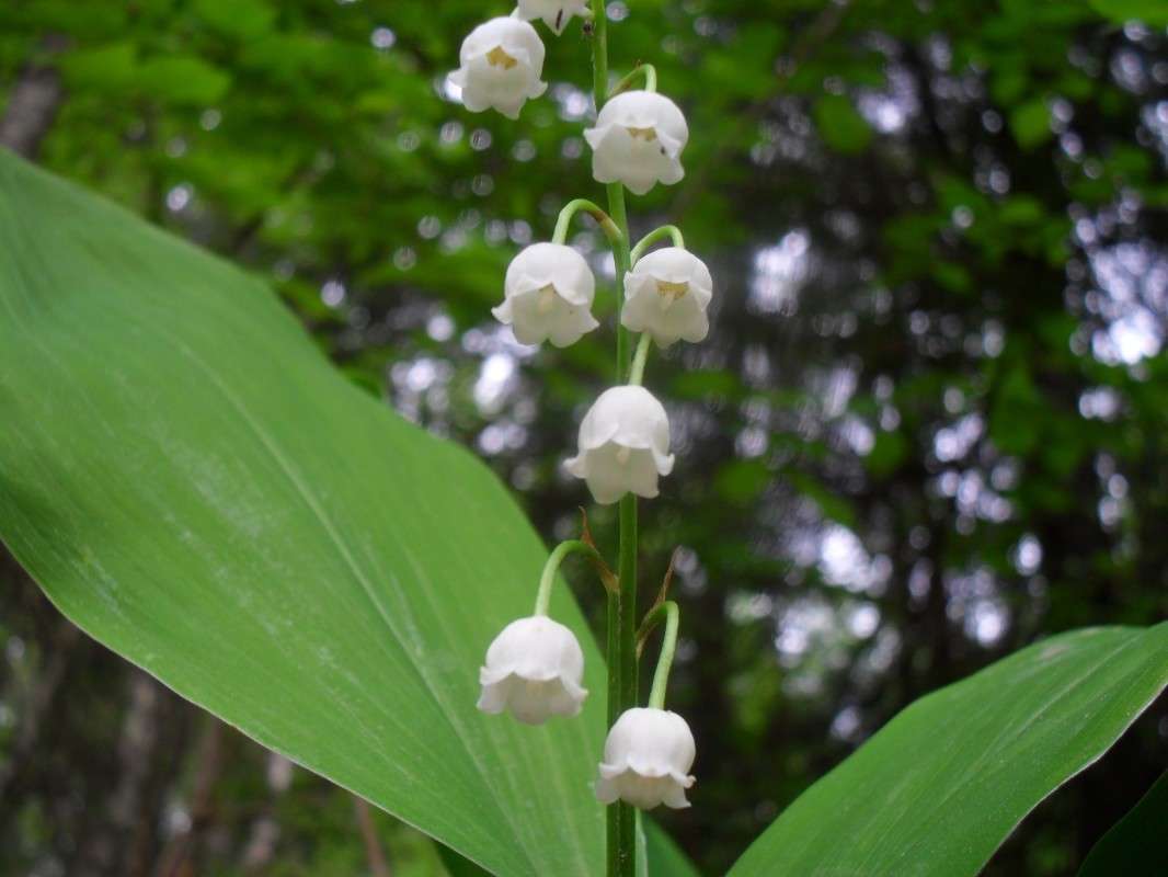 Ландыш Майский grandiflora