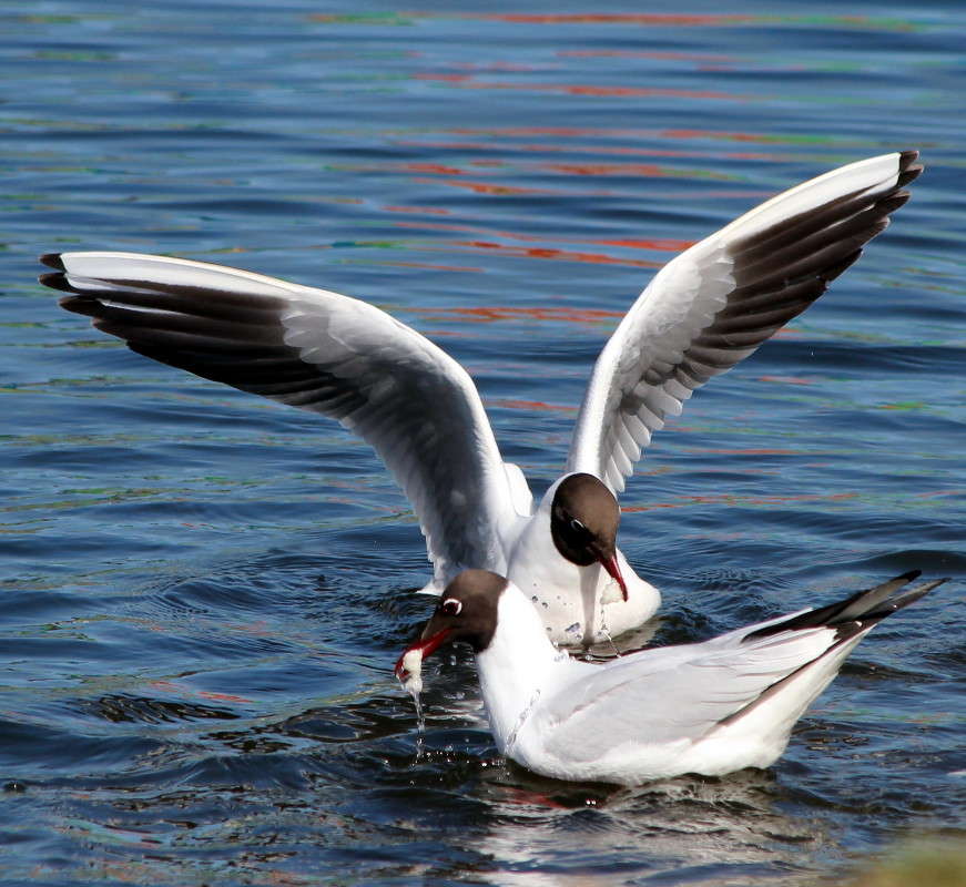 ���������� �������� ����� ������� ������� �� PhotoGeek.ru #�������� ���