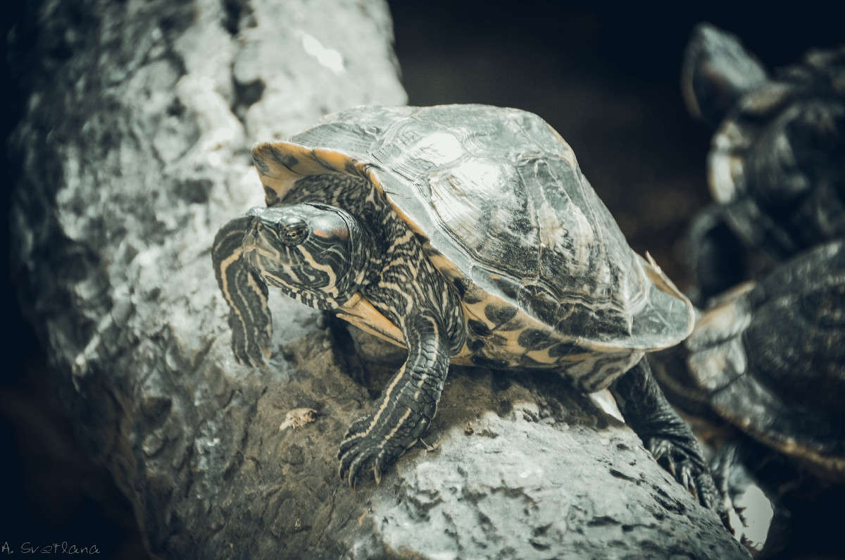 ... ����� �������� ���������� �� PhotoGeek.ru #�������� ���