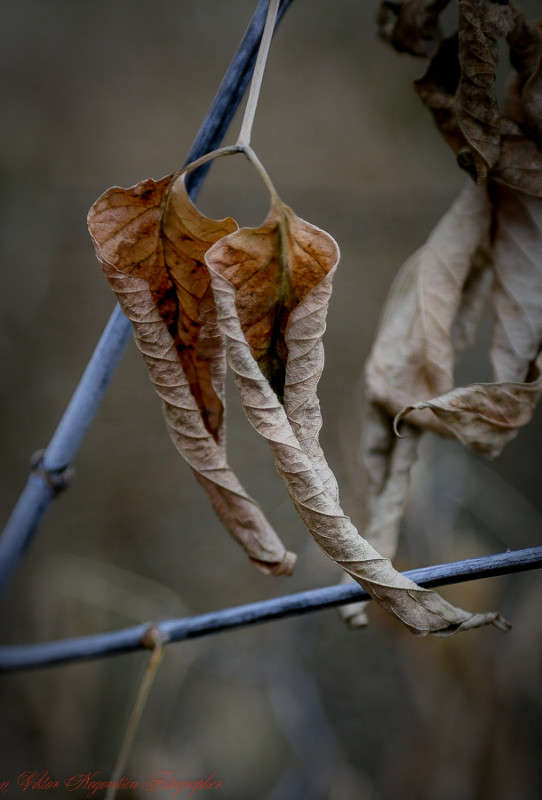 ... ����� Viktor Nogovitsin �� PhotoGeek.ru #������ ��� �������