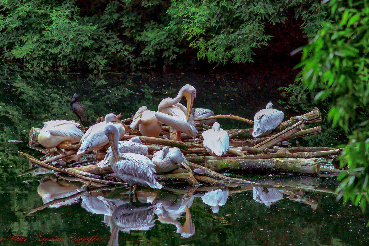 ... ����� Viktor Nogovitsin �� PhotoGeek.ru #�������� ���