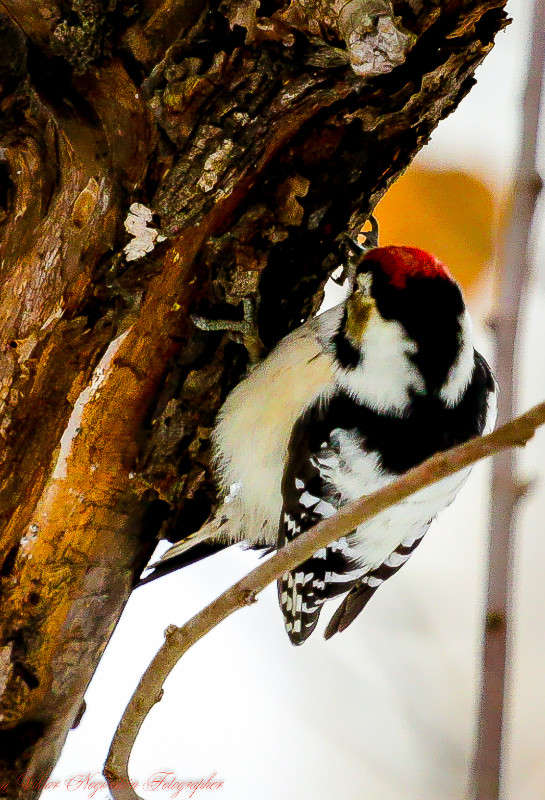 ... ����� Viktor Nogovitsin �� PhotoGeek.ru #�������� ���