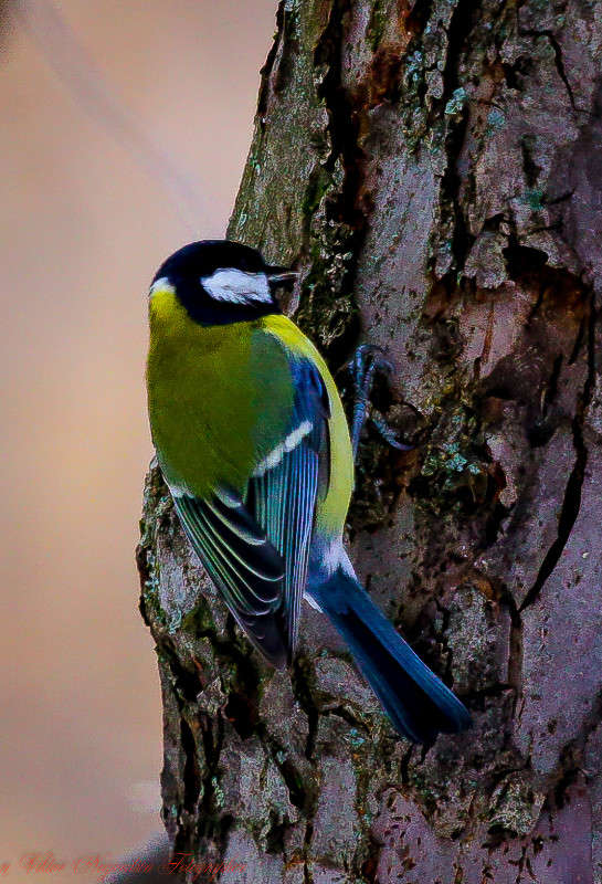 ... ����� Viktor Nogovitsin �� PhotoGeek.ru #�������� ���