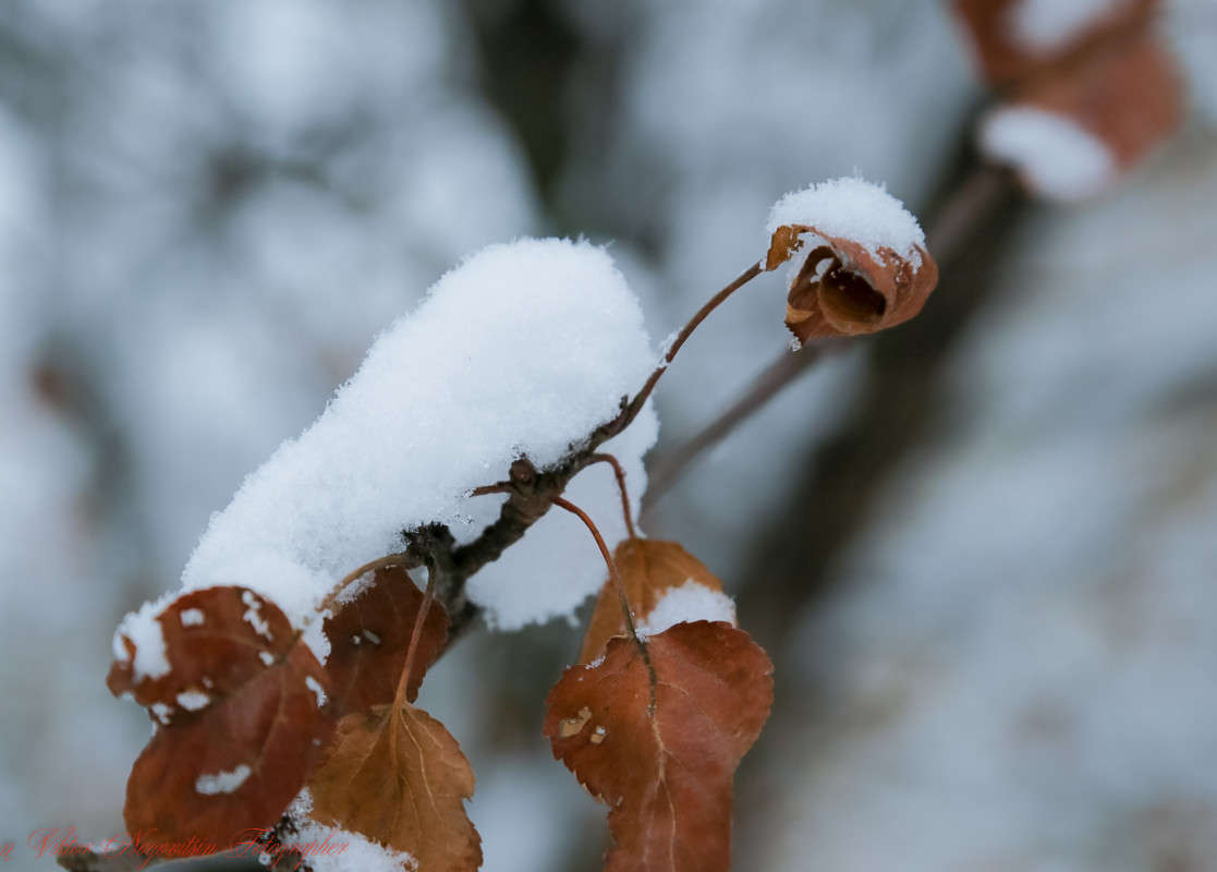 ... ����� Viktor Nogovitsin �� PhotoGeek.ru #�����