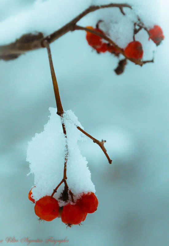 ... ����� Viktor Nogovitsin �� PhotoGeek.ru #����� #������ ��� �������