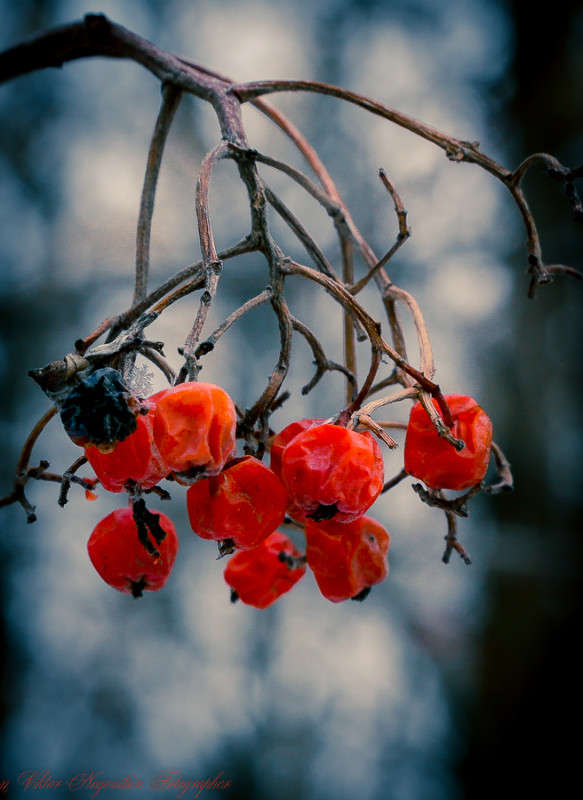 ... ����� Viktor Nogovitsin �� PhotoGeek.ru #�����